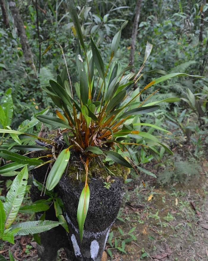 Noken Emas Papua Ada salah satu Noken yang menarik, Noken ini hanya dipakai oleh pria saja. Noken ini hanya dibuat oleh pria Suku Mee. Noken ini disebut juga sebagai Noken emas.