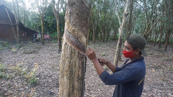 Petani karet