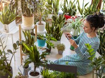 6 Tanaman Indoor yang Cocok untuk Rumah Tanpa Jendela