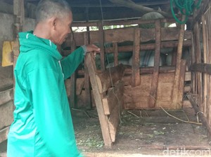 Ternak Warga Kudus Mati Penuh Luka, Kades Duga Diterkam Macan Tutul
