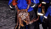Selain hobi kulineran, Joshua juga mahir nih menangkap kepiting di Arktika. Kerennya ia menangkap kepiting dalam suhu yang sangat dingin. Foto: Instagram @joshua_march