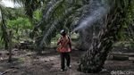 Geliat Ekonomi di Pulau Perbatasan Rupat