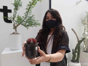 Kaktus dan Sukulen Diminati Saat Pandemi, Estetik Ditanam di Pot Keramik