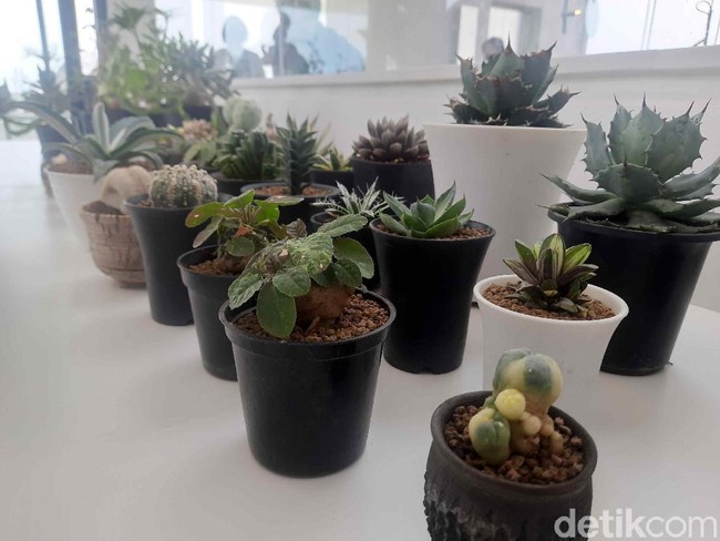kaktus dan sukulen kaktus dan sukulen