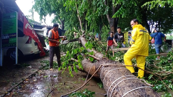 Kejadian pohon tumbang di Kudus, Sabtu (5/12/2020).