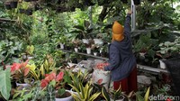 Antusias warga untuk mengisi waktu di rumah dengan menanam.