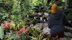 Tanaman Hias Masih jadi Buruan Masyarakat