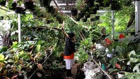 Seorang warga melihat koleksi berbagai jenis tanaman yang ada di kios penjual tanaman di kawasan Depok, Jawa Barat, Sabtu (5/12). 