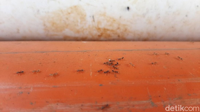 Teror miliaran semut di Banyumas belum berakhir, Sabtu (5/12/2020).