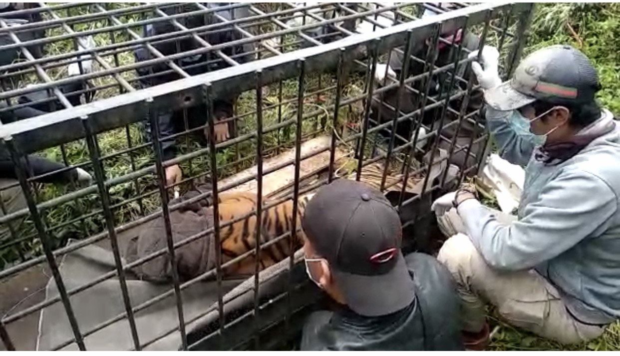 Harimau