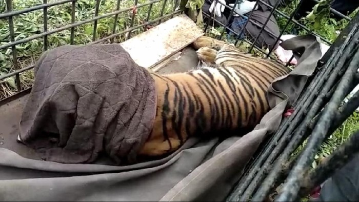 Harimau