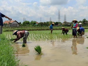 Hari Pertama Masa Tenang Pilkada Rembang, Harno Tilik Sawah