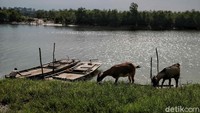 Hal tersebut bukan tanpa alasan, bila terpaksa menyebarangi sungai saat malam, kondisi perairan yang sudah gelap dan minim penerangan menjadi risiko tersendiri bagi warga yang hendak menyeberang maupun para penyedia jasa penyebarangan rakit tersebut.