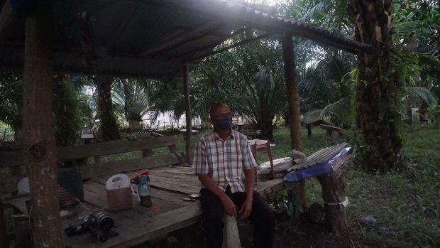 Mau Usaha dengan Modal Rp 500.000? Coba Budidaya Madu Kelulut