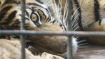 Penampakan Harimau Sumatera yang Tertangkap di Sumbar