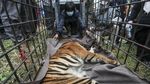 Penampakan Harimau Sumatera yang Tertangkap di Sumbar