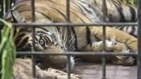 Harimau yang sempat menghebohkan karena nongkrong di pinggir jalan di Kabupaten Solok, Sumatera Barat (Sumbar) tertangkap. Harimau itu ditangkap setelah masuk ke dalam perangkap.