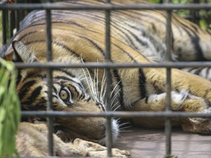 Satu Harimau Lepas Sinka Zoo Mati Dilumpuhkan, Satu Masih Dicari