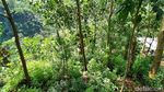 Puncak Batu Walet, Wisata Baru di Ciamis