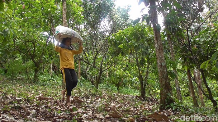 Yulianti harus keluar masuk hutan demi mendapatkan buah kapuk (Abdy/detikcom)