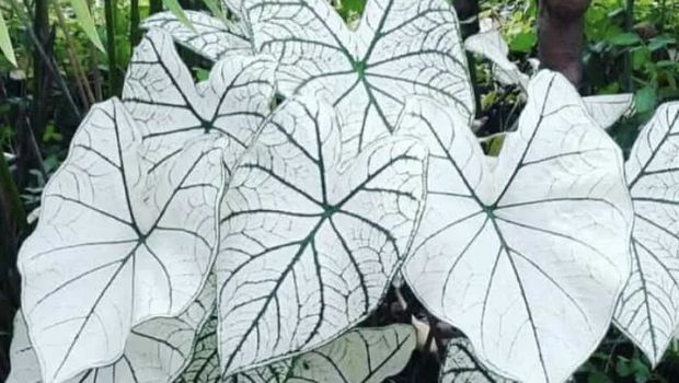 caladium. Ist
