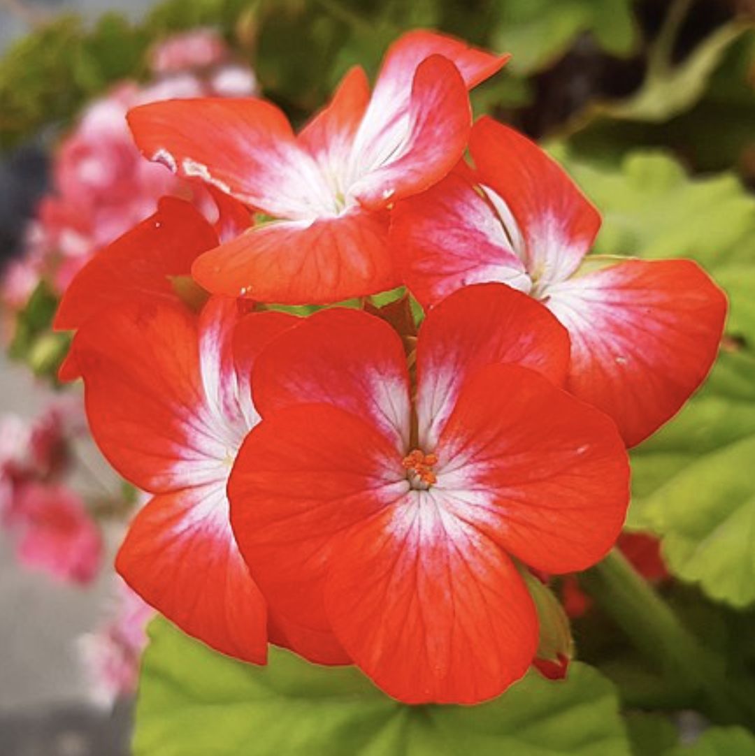 Geranium. Ist