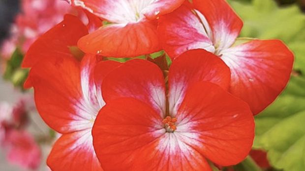 Geranium. Ist