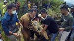 Lagi, Seekor Harimau di Sumbar Masuk Perangkap