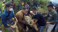 Tim BKSDA menggunakan perangkap, kembali menangkap seekor harimau sumatera berjenis kelamin jantan yang sudah meresahkan warga setempat sejak sepekan terakhir.