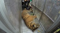 Petugas memindahkan seekor harimau sumatera (panthera tigris sumatrae) yang sudah dibius di Jorong Ingu, Nagari Simpang Tanjung Nan Ampek, Kecamatan Danau Kembar, Kabupaten Solok, Sumatera Barat, Senin (7/12/2020).