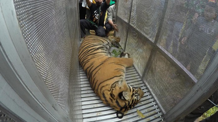 HARIMAU SUMATERA MASUK PERANGKAP Petugas memindahkan seekor harimau sumatera (panthera tigris sumatrae) yang sudah dibius di Jorong Ingu, Nagari Simpang Tanjung Nan Ampek, Kecamatan Danau Kembar, Kabupaten Solok, Sumatera Barat, Senin (7/12/2020). Tim BKSDA menggunakan perangkap, kembali menangkap seekor harimau sumatera berjenis kelamin jantan yang sudah meresahkan warga setempat sejak sepekan terakhir. ANTARA FOTO/Iggoy el Fitra/hp.