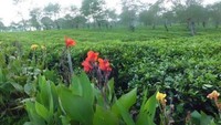 Hamparan keindahan perkebunan di Malang bisa traveler dapat di Kebun Teh Wonosari. Kawasan ini juga kerap menjadi spot instagramable.  (Lena Ellitan/dtravelers)