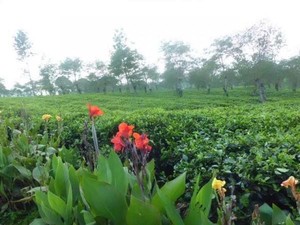 5 Wisata Kebun Teh di Jawa Timur yang Sejuk dan Instagramable