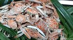 Lobster Bukan Barang Mahal di Kampung Goras Papua