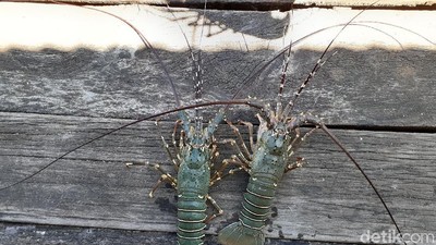 Lobster Bukan Barang Mahal di Kampung Goras Papua