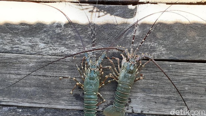 Lobster dan kepiting fak-fak