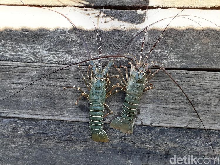 Lobster Bukan Barang Mahal di Kampung Goras Papua