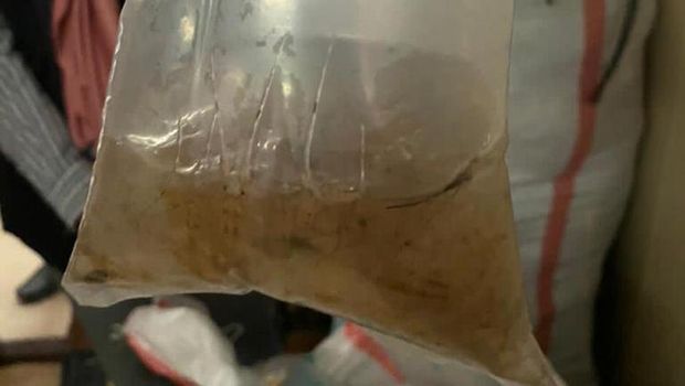 Penyeundupan 42.500 Benih Lobster Digagalkan di Batam