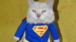 Geliat Produksi Kostum Lucu Untuk Kucing