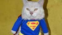 Harga busana untuk kucing ini dibandrol mulai Rp 30 ribu hingga Rp 500 ribu tergantung model dan tingkat kesulitan.