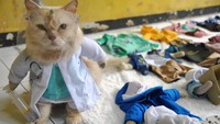 Dalam sehari, penjahit mampu menyelesaikan 10 busana untuk kucing dengan berbagai karakter profesi, tokoh animasi dan superhero yang dipesan secara daring ke sejumlah daerah di Indonesia.  