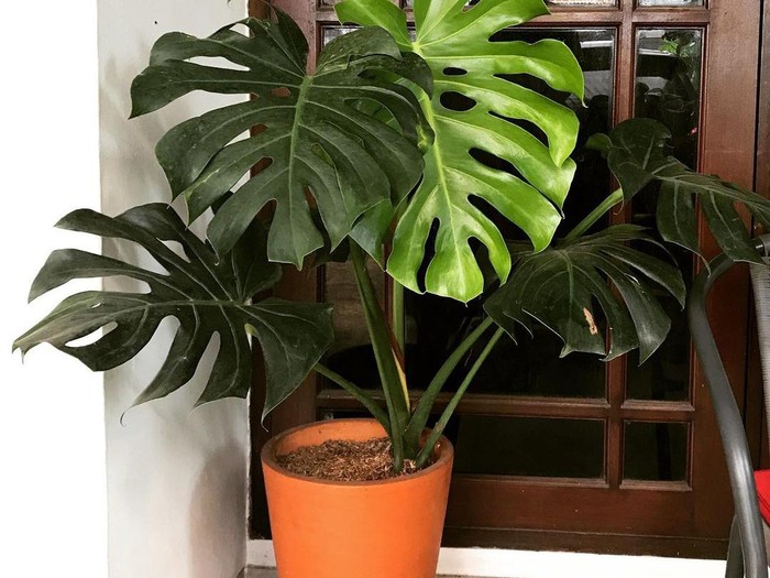 Tanaman hias Monstera yang mempunyai daya tarik. Foto: Instagram @mira_medya. Tanaman hias Monstera yang mempunyai daya tarik. Foto: Instagram @mira_medya.