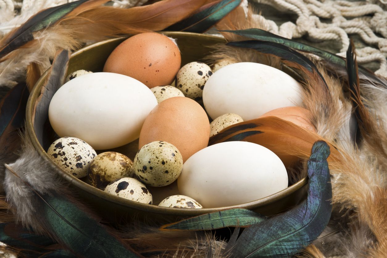 Telur Ayam vs Telur Bebek, Mana yang Lebih Bernutrisi?
