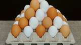 Telur Ayam vs Telur Bebek, Mana yang Lebih Bernutrisi?