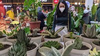 Tanaman hias tersebut dijual dari ratusan ribu hingga puluhan juta rupiah tergantung jenis dan keunikan tanaman.   
