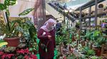 Tren Belanja Tanaman Hias di Tengah Pandemi