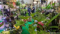 Tanaman yang dijual pun beragam, mulai dari jenis monstera, philodendron, scindapsus, syngonium, dan sebagainya.  