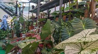Salah satu alasan penyebab terjadinya tren jual beli tanaman hias ialah masyarakat yang banyak beraktivitas di rumah. Sehingga keinginan membuat suasana rumah menjadi nyaman untuk bekerja atau belajar dari rumah menyebabkan masyarakat ramai-ramai ingin menghias rumahnya dengan tanaman.  