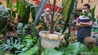 Para pengunjung pameran melihat koleksi tanaman hias yang dipamerkan di salah satu mall di Jakarta Selatan, Minggu (6/12/2020).  