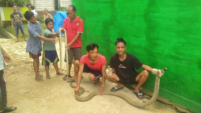 Warga Samarinda tangkap King Cobra yang keliaran di perumahan
